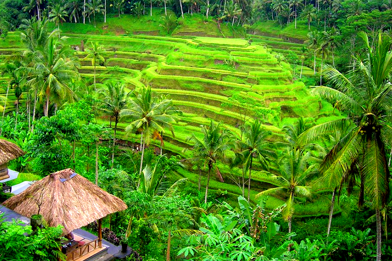 Tegalalang Rice Terrace Bali Bliss Tours
